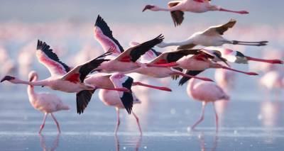 &Alpha;ί&tau;&eta;&mu;&alpha; &pi;&alpha;&rho;ά&tau;&alpha;&sigma;&eta;&sigmaf; &Delta;&iota;&alpha;&beta;&omicron;ύ&lambda;&epsilon;&upsilon;&sigma;&eta;&sigmaf; &gamma;&iota;&alpha; &tau;&iota;&sigmaf; &Pi;&epsilon;&rho;&iota;&omicron;&chi;έ&sigmaf; Natura 2000 | &Epsilon;&pi;&iota;&sigma;&tau;&omicron;&lambda;ή &Alpha;&nu;&tau;&iota;&pi;&epsilon;&rho;&iota;&phi;&epsilon;&rho;&epsilon;&iota;ά&rho;&chi;&eta; &Pi;&alpha;&nu;&tau;&epsilon;&lambda;ή &Mu;&pi;&omicron;&upsilon;&rho;&nu;&iota;ά &sigma;&tau;&omicron;&nu; &Upsilon;&pi;&omicron;&upsilon;&rho;&gamma;ό &Pi;&epsilon;&rho;&iota;&beta;ά&lambda;&lambda;&omicron;&nu;&tau;&omicron;&sigmaf;