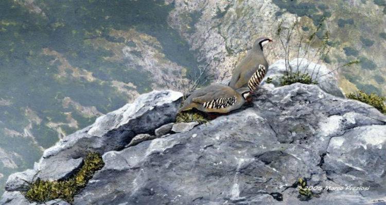 &Sigma;&tau;&iota;&sigmaf; 15 &Sigma;&epsilon;&pi;&tau;&epsilon;&mu;&beta;&rho;ί&omicron;&upsilon; &xi;&epsilon;&kappa;&iota;&nu;ά&epsilon;&iota; &tau;&omicron; &kappa;&upsilon;&nu;ή&gamma;&iota; &sigma;&tau;&eta; &Lambda;ή&mu;&nu;&omicron;