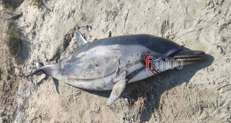 &Nu;&epsilon;&kappa;&rho;ό &delta;&epsilon;&lambda;&phi;ί&nu;&iota; &epsilon;&nu;&tau;&omicron;&pi;ί&sigma;&tau;&eta;&kappa;&epsilon; &sigma;&tau;&eta;&nu; &pi;&alpha;&rho;&alpha;&lambda;ί&alpha; &Kappa;ό&tau;&sigma;&iota;&nu;&alpha;