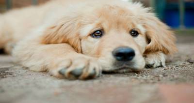 &Delta;&iota;&kappa;&alpha;ί&omega;&mu;ά &sigma;&omicron;&upsilon; &nu;&alpha; &mu;&eta; &sigma;&upsilon;&mu;&pi;&alpha;&theta;&epsilon;ί&sigmaf; &tau;&alpha; &zeta;ώ&alpha;, &upsilon;&pi;&omicron;&chi;&rho;έ&omega;&sigma;ή &sigma;&omicron;&upsilon; &nu;&alpha; &tau;&alpha; &sigma;έ&beta;&epsilon;&sigma;&alpha;&iota;