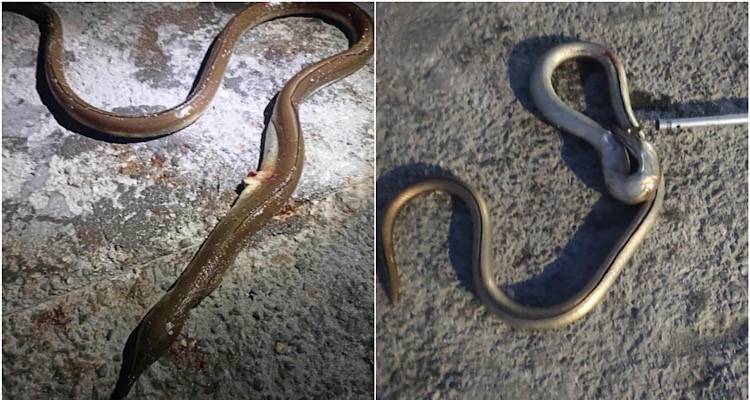 Απίστευτο αλίευμα στη Λήμνο | Δύο φίλες έβγαλαν από τη θάλασσα φιδόψαρο ενάμιση μέτρου!