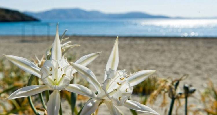 &Mu;&iota;&alpha; &pi;&alpha;&nu;&omicron;&rho;&alpha;&mu;&iota;&kappa;ή &mu;&alpha;&tau;&iota;ά &sigma;&tau;&omicron;&nu; &chi;ώ&rho;&omicron; &kappa;&alpha;&iota; &tau;&omicron;&nu; &chi;&rho;ό&nu;&omicron; &tau;&eta;&sigmaf; &Lambda;ή&mu;&nu;&omicron;&upsilon;