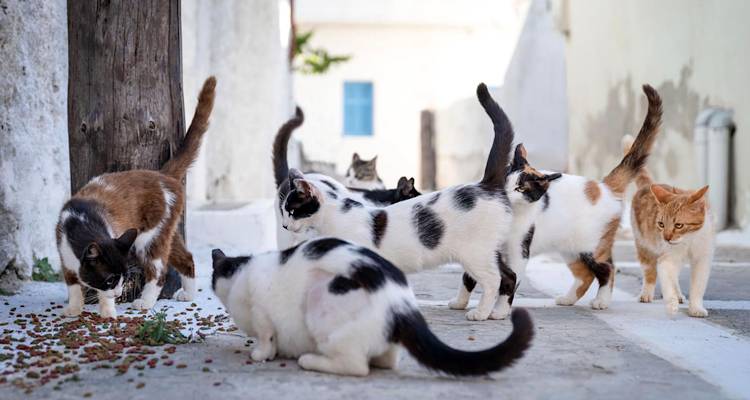 &Lambda;ή&mu;&nu;&omicron;&sigmaf;: &Mu;&iota;&alpha; &iota;&sigma;&tau;&omicron;&rho;ί&alpha; ό&chi;&iota; &mu;ό&nu;&omicron; &gamma;&iota;&alpha; &gamma;ά&tau;&epsilon;&sigmaf;&hellip;