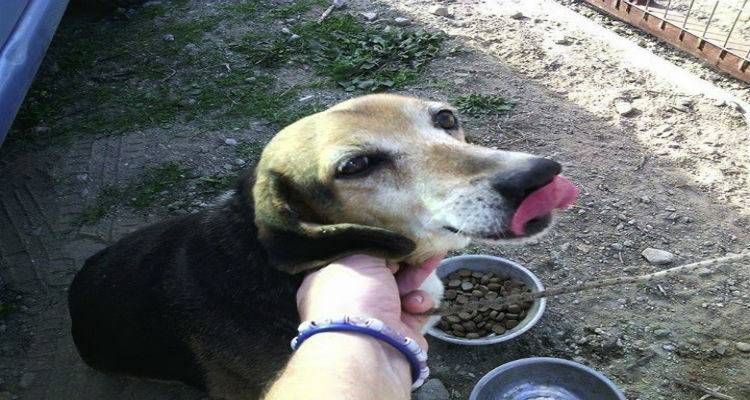 &Sigma;&upsilon;&nu;&epsilon;&chi;ί&zeta;&omicron;&upsilon;&nu; &nu;&alpha; &epsilon;&gamma;&kappa;&alpha;&tau;&alpha;&lambda;&epsilon;ί&pi;&omicron;&upsilon;&nu; &zeta;ώ&alpha; &sigma;&tau;&omicron; &kappa;&upsilon;&nu;&omicron;&kappa;&omicron;&mu;&epsilon;ί&omicron;