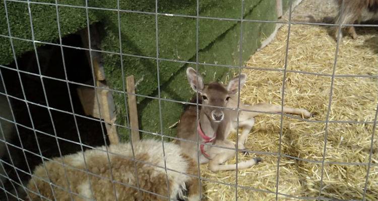 «Γέφυρα ζωής» για τραυματισμένο πλατώνι από τη Λήμνο (photos)