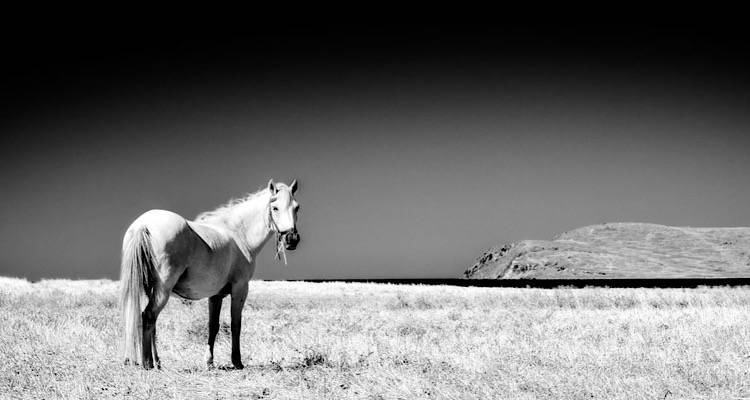 &Omicron; &Lambda;&eta;&mu;&nu;&iota;ό&sigmaf; &Mu;ά&nu;&omicron;&sigmaf; &Sigma;&pi;&alpha;&rho;ή&sigmaf; &sigma;&tau;&omicron; 2&omicron; B&amp;W Athens Photography