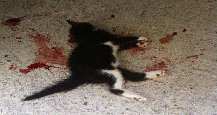 &Lambda;ή&mu;&nu;&omicron;&sigmaf;: H&lambda;&iota;&kappa;&iota;&omega;&mu;έ&nu;&omicron;&sigmaf; &sigma;&kappa;ό&tau;&omega;&sigma;&epsilon; &mu;&iota;&kappa;&rho;ό &gamma;&alpha;&tau;ά&kappa;&iota; &chi;&tau;&upsilon;&pi;ώ&nu;&tau;&alpha;&sigmaf; &tau;&omicron; &epsilon;&pi;&alpha;&nu;&epsilon;&iota;&lambda;&eta;&mu;&mu;έ&nu;&alpha; &mu;&epsilon; &mu;&pi;&epsilon;&tau;ό&beta;&epsilon;&rho;&gamma;&alpha; (photo)