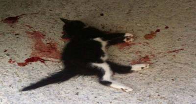 &Lambda;ή&mu;&nu;&omicron;&sigmaf;: H&lambda;&iota;&kappa;&iota;&omega;&mu;έ&nu;&omicron;&sigmaf; &sigma;&kappa;ό&tau;&omega;&sigma;&epsilon; &mu;&iota;&kappa;&rho;ό &gamma;&alpha;&tau;ά&kappa;&iota; &chi;&tau;&upsilon;&pi;ώ&nu;&tau;&alpha;&sigmaf; &tau;&omicron; &epsilon;&pi;&alpha;&nu;&epsilon;&iota;&lambda;&eta;&mu;&mu;έ&nu;&alpha; &mu;&epsilon; &mu;&pi;&epsilon;&tau;ό&beta;&epsilon;&rho;&gamma;&alpha; (photo)