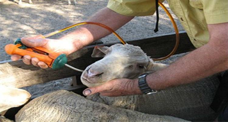 Λειτουργεί από εχθές η τηλεφωνική γραμμή της Κτηνιατρικής Υπηρεσίας Λήμνου
