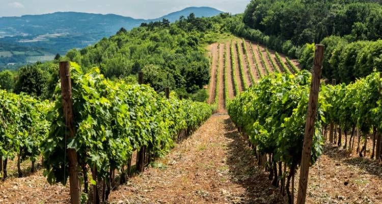 &Sigma;&tau;ή&rho;&iota;&xi;&eta; &sigma;&tau;&omicron;&nu; &kappa;&lambda;ά&delta;&omicron; &kappa;&rho;&alpha;&sigma;&iota;&omicron;ύ &mu;&epsilon; &delta;ύ&omicron; &epsilon;&kappa;&alpha;&tau;. &epsilon;&upsilon;&rho;ώ &sigma;&tau;&omicron;&nu; &laquo;&pi;&rho;ά&sigma;&iota;&nu;&omicron; &tau;&rho;ύ&gamma;&omicron;&raquo; | &Tau;&iota; &sigma;&eta;&mu;&alpha;ί&nu;&epsilon;&iota; &alpha;&upsilon;&tau;ό &gamma;&iota;&alpha; &tau;&alpha; &alpha;&mu;&pi;έ&lambda;&iota;&alpha;