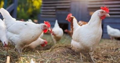Έξαρση της φονικής γρίπης των πτηνών H7N9 στις ΗΠΑ | Η πρώτη από το 2017