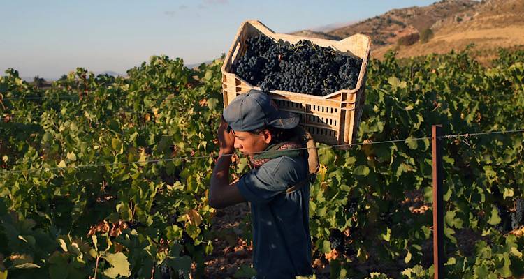 Τα σταφύλια ήταν το πρώτο φρούτο που καλλιέργησαν οι άνθρωποι το 9.000 π.Χ.