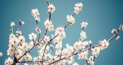 Αμυγδαλιά, η πανέμορφη πριγκίπισσα!