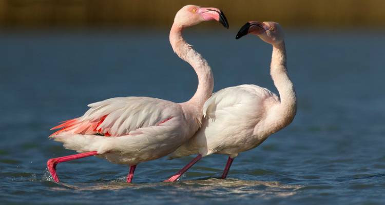 Θέλεις να συναντήσεις τα αληθινά ροζ φλαμίνγκο; Η Λήμνος σε περιμένει!