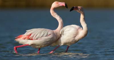 Θέλεις να συναντήσεις τα αληθινά ροζ φλαμίνγκο; Η Λήμνος σε περιμένει!