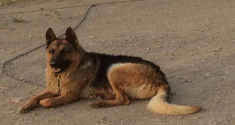 Χάθηκε σκύλος στην περιοχή των Θέρμων (photos)