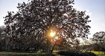 &Omicron;&iota; &beta;&epsilon;&lambda;&alpha;&nu;&iota;&delta;&iota;έ&sigmaf; &tau;&eta;&sigmaf; &Lambda;ή&mu;&nu;&omicron;&upsilon;: &Mu;&iota;&alpha; &mu;&omicron;&nu;&alpha;&delta;&iota;&kappa;ή &phi;&upsilon;&sigma;&iota;&kappa;ή &kappa;&lambda;&eta;&rho;&omicron;&nu;&omicron;&mu;&iota;ά