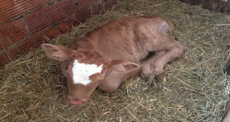 &Kappa;&rho;&omicron;ύ&sigma;&mu;&alpha; &omicron;&zeta;ώ&delta;&omicron;&upsilon;&sigmaf; &delta;&epsilon;&rho;&mu;&alpha;&tau;ί&tau;&iota;&delta;&alpha;&sigmaf; &sigma;&tau;&eta; &Lambda;ή&mu;&nu;&omicron;