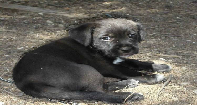 &laquo;&Alpha;&delta;έ&sigma;&pi;&omicron;&tau;&epsilon;&sigmaf; &psi;&upsilon;&chi;έ&sigmaf;&raquo; &tau;&eta;&sigmaf; &Lambda;ή&mu;&nu;&omicron;&upsilon; &beta;&rho;ή&kappa;&alpha;&nu; &nu;έ&omicron; &sigma;&pi;&iota;&tau;&iota;&kappa;ό (photos)