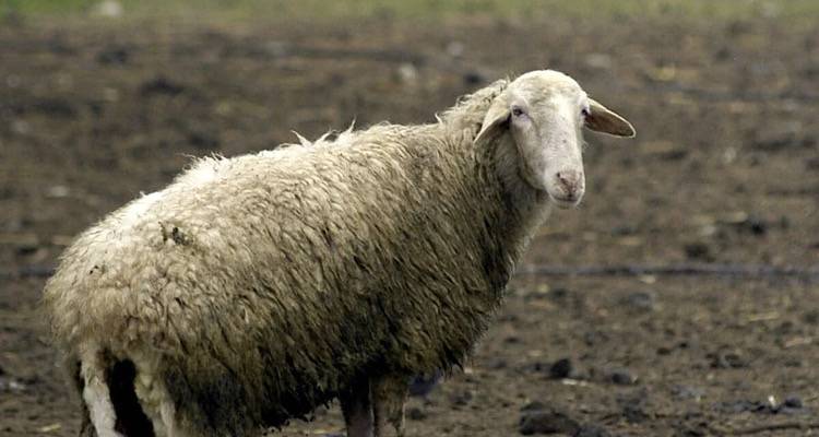 Τελευταία εξέλιξη: Νέο πιθανό κρούσμα ευλογιάς υπό εξέταση