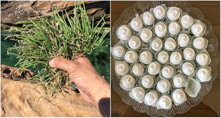 Το σπαράγγι της θάλασσας και μια ωραία ιστορία για τα «Βενιζελικά» της Λήμνου (photos)