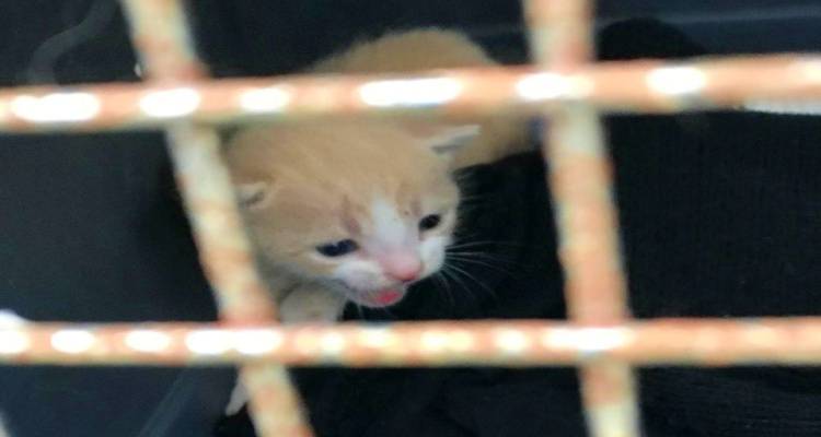 Λήμνος: Εγκατάλειψη νεογέννητου ζώου στο κυνοκομείο