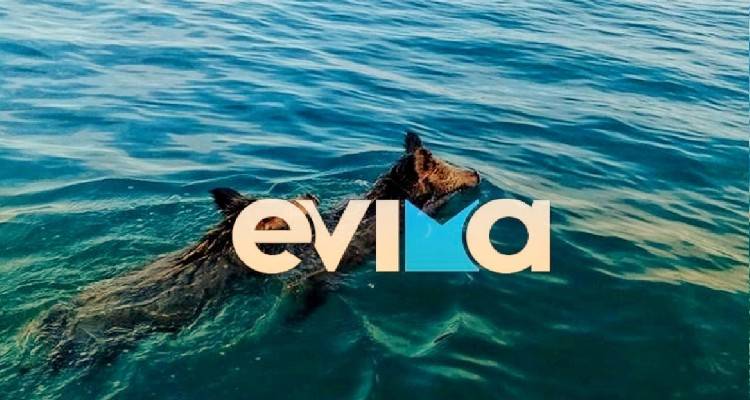 &Epsilon;ύ&beta;&omicron;&iota;&alpha;: &Pi;&alpha;&nu;&iota;&kappa;ό&sigmaf; &mu;&epsilon; &alpha;&gamma;&rho;&iota;&omicron;&gamma;&omicron;ύ&rho;&omicron;&upsilon;&nu;&alpha; &pi;&omicron;&upsilon; &kappa;&omicron;&lambda;&upsilon;&mu;&pi;&omicron;ύ&sigma;&alpha;&nu; &sigma;&tau;&eta;&nu; &pi;&alpha;&rho;&alpha;&lambda;ί&alpha; &tau;&eta;&sigmaf; &Chi;&alpha;&lambda;&kappa;ί&delta;&alpha;&sigmaf;