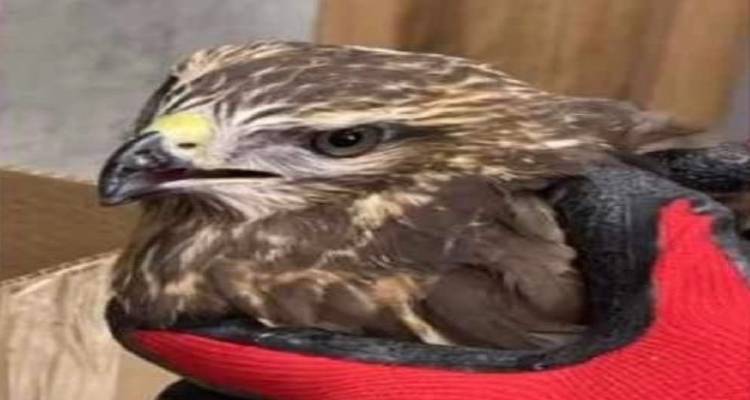 &Lambda;ή&mu;&nu;&omicron;&sigmaf;: &Epsilon;&pi;&iota;&chi;&epsilon;ί&rho;&eta;&sigma;&eta; &sigma;&omega;&tau;&eta;&rho;ί&alpha;&sigmaf; &nu;&epsilon;&alpha;&rho;&omicron;ύ &gamma;&epsilon;&rho;&alpha;&kappa;&iota;&omicron;ύ