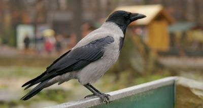 &Xi;&epsilon;&kappa;&iota;&nu;ά &eta; &kappa;&alpha;&tau;&alpha;&gamma;&rho;&alpha;&phi;ή &tau;&omega;&nu; &kappa;&omicron;&rho;&alpha;&kappa;&omicron;&epsilon;&iota;&delta;ώ&nu; &sigma;&tau;&eta; &Lambda;ή&mu;&nu;&omicron;