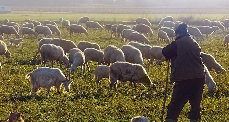 Λήμνος: Δηλώσεις απωλειών ζωικού κεφαλαίου από τη Bora | Προσοχή, η προθεσμία εκπνέει σήμερα Τρίτη 3/12