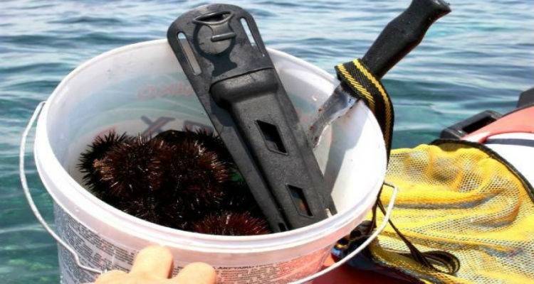 &Alpha;&lambda;&iota;&epsilon;ί&alpha; &alpha;&chi;&iota;&nu;ώ&nu; &sigma;&tau;&eta; &Lambda;ή&mu;&nu;&omicron; | Ό&lambda;&alpha; ό&sigma;&alpha; &pi;&rho;έ&pi;&epsilon;&iota; &nu;&alpha; &gamma;&nu;&omega;&rho;ί&zeta;&epsilon;&tau;&epsilon;