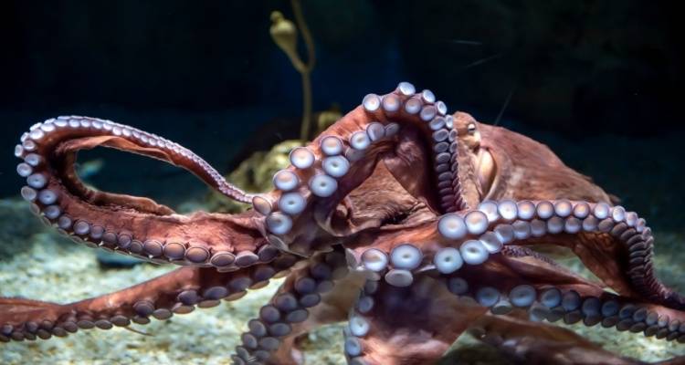 &Lambda;ή&mu;&nu;&omicron;&sigmaf;: &Alpha;ύ&xi;&eta;&sigma;&eta; &epsilon;&lambda;ά&chi;&iota;&sigma;&tau;&omicron;&upsilon; &epsilon;&pi;&iota;&tau;&rho;&epsilon;&pi;ό&mu;&epsilon;&nu;&omicron;&upsilon; &beta;ά&rho;&omicron;&upsilon;&sigmaf; &alpha;&lambda;&iota;&epsilon;ί&alpha;&sigmaf; &epsilon;&kappa;&phi;ό&rho;&tau;&omega;&sigma;&eta;&sigmaf; &kappa;&alpha;&iota; &epsilon;&mu;&pi;&omicron;&rho;ί&alpha;&sigmaf; &chi;&tau;&alpha;&pi;&omicron;&delta;&iota;ώ&nu; (Octopus vulgaris)