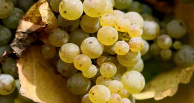 &Xi;&epsilon;&kappa;&iota;&nu;ά &omicron; &tau;&rho;ύ&gamma;&omicron;&sigmaf; &tau;&sigma;&alpha;&mu;&pi;&alpha;&nu;ά&rho;&alpha;&sigmaf; &sigma;&tau;&eta; &Lambda;ή&mu;&nu;&omicron;