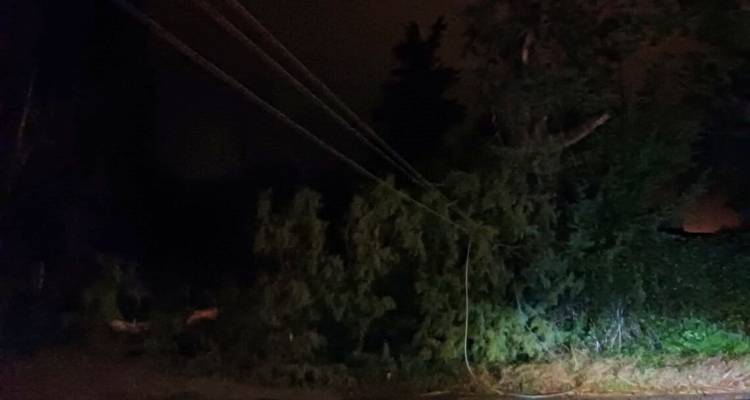 Φυτογραφία Αρχείου 