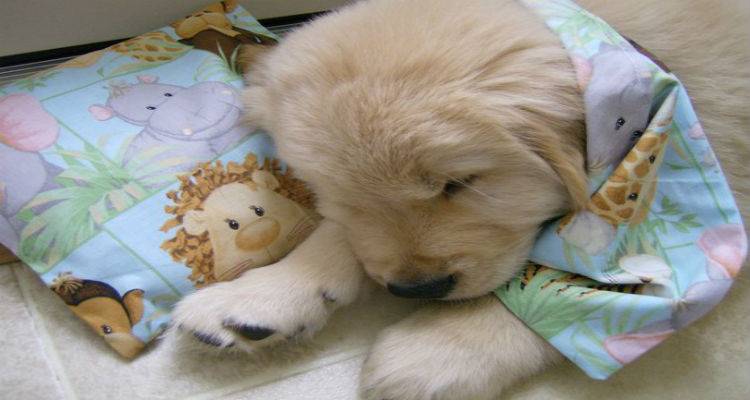 &Omicron;&iota; "&alpha;&delta;έ&sigma;&pi;&omicron;&tau;&epsilon;&sigmaf; &psi;&upsilon;&chi;έ&sigmaf;" &tau;&eta;&sigmaf; &Lambda;ή&mu;&nu;&omicron;&upsilon; &chi;&rho;&epsilon;&iota;ά&zeta;&omicron;&nu;&tau;&alpha;&iota; &chi;ά&pi;&iota;&alpha; &alpha;&pi;&omicron;&pi;&alpha;&rho;&alpha;&sigma;ί&tau;&omega;&sigma;&eta;&sigmaf; | &Alpha;&nu;&alpha;&kappa;&omicron;ί&nu;&omega;&sigma;&eta; &alpha;&pi;ό &tau;&omicron; &Phi;&iota;&lambda;&omicron;&zeta;&omega;&iota;&kappa;ό &Sigma;&omega;&mu;&alpha;&tau;&epsilon;ί&omicron;