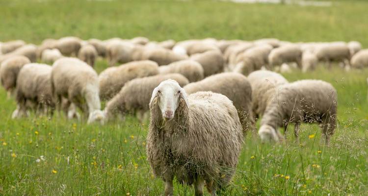 &Chi;&alpha;&lambda;&alpha;&rho;ώ&nu;&omicron;&upsilon;&nu; &tau;&alpha; &mu;έ&tau;&rho;&alpha; &gamma;&iota;&alpha; &tau;&eta;&nu; &epsilon;&upsilon;&lambda;&omicron;&gamma;&iota;ά &tau;&omega;&nu; &pi;&rho;&omicron;&beta;ά&tau;&omega;&nu; &sigma;&tau;&eta; &Lambda;ή&mu;&nu;&omicron;