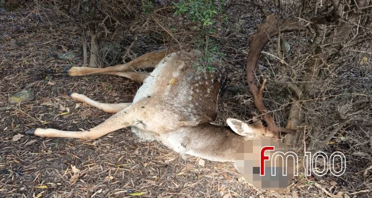 Λήμνος: Νεκρό πλατώνι εντοπίστηκε στην ευρύτερη περιοχή του φράγματος