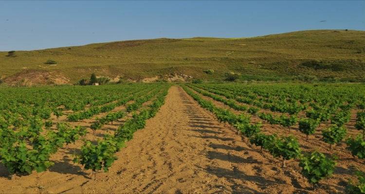 &Pi;&rho;&omicron;&sigmaf; &kappa;&alpha;&theta;&iota;έ&rho;&omega;&sigma;&eta; &tau;&omicron;&pi;&iota;&kappa;ή&sigmaf; &pi;&omicron;&iota;&kappa;&iota;&lambda;ί&alpha;&sigmaf; &gamma;&iota;&alpha; &tau;&alpha; &nu;&eta;&sigma;&iota;ά &tau;&omicron;&upsilon; &Beta;&omicron;&rho;&epsilon;ί&omicron;&upsilon; &Alpha;&iota;&gamma;&alpha;ί&omicron;&upsilon;