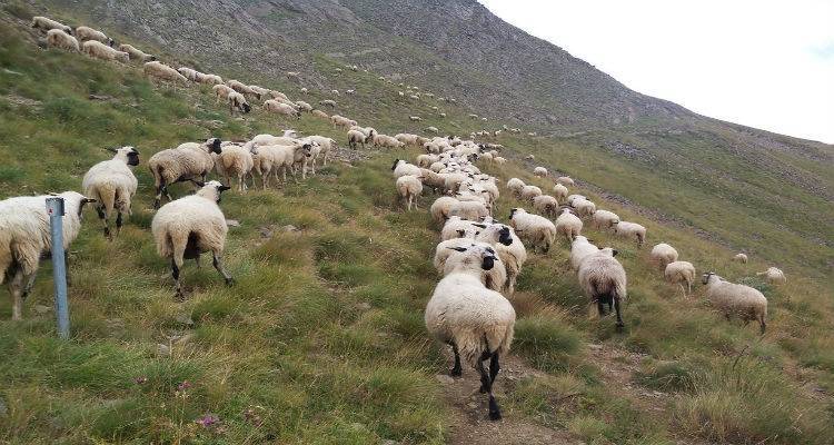 &Omicron; &epsilon;&phi;&iota;ά&lambda;&tau;&eta;&sigmaf; &tau;&omicron;&upsilon; &kappa;&alpha;&tau;&alpha;&rho;&rho;&omicron;ϊ&kappa;&omicron;ύ &epsilon;&pi;έ&sigma;&tau;&rho;&epsilon;&psi;&epsilon; &sigma;&tau;&eta; &Lambda;ή&mu;&nu;&omicron; | &Nu;έ&omicron; &kappa;&rho;&omicron;ύ&sigma;&mu;&alpha; &sigma;&tau;&iota;&sigmaf; &Sigma;&alpha;&rho;&delta;έ&sigmaf;