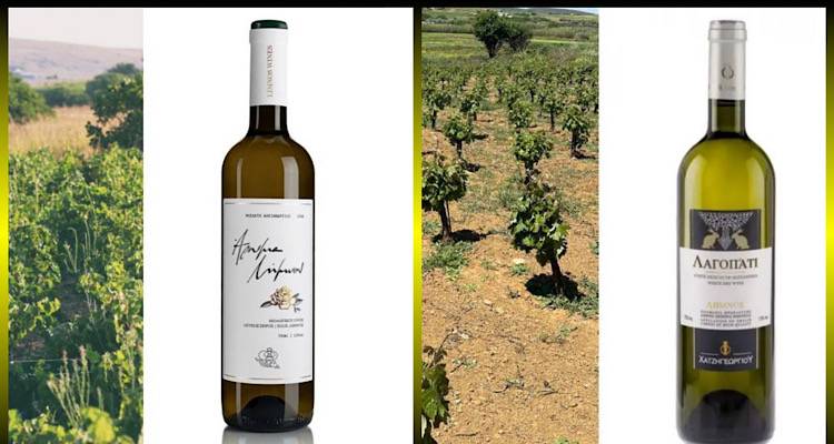 &laquo;Ά&rho;&omega;&mu;&alpha; &Lambda;ή&mu;&nu;&omicron;&upsilon;&raquo; &kappa;&alpha;&iota; &laquo;&Lambda;&alpha;&gamma;&omicron;&pi;ά&tau;&iota;&raquo; | 2 &alpha;&pi;ό &tau;&alpha; 8 &mu;&alpha;&upsilon;&lambda;&iota;&sigma;&tau;&iota;&kappa;ά &kappa;&rho;&alpha;&sigma;&iota;ά &pi;&omicron;&upsilon; &pi;&rho;&omicron;&tau;&epsilon;ί&nu;&epsilon;&iota; &tau;&omicron; Andro