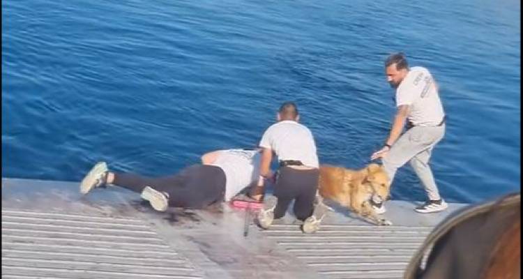 &Tau;&omicron; &pi;&lambda;ή&rho;&omega;&mu;&alpha; &phi;έ&rho;&iota; &mu;&pi;&omicron;&tau; &sigma;ώ&zeta;&epsilon;&iota; &sigma;&kappa;ύ&lambda;&omicron; &pi;&omicron;&upsilon; &epsilon;ί&chi;&epsilon; &pi;έ&sigma;&epsilon;&iota; &sigma;&tau;&eta; &theta;ά&lambda;&alpha;&sigma;&sigma;&alpha; &sigma;&tau;&eta; &Sigma;&alpha;&lambda;&alpha;&mu;ί&nu;&alpha; | &Delta;&epsilon;ί&tau;&epsilon; &beta;ί&nu;&tau;&epsilon;&omicron;