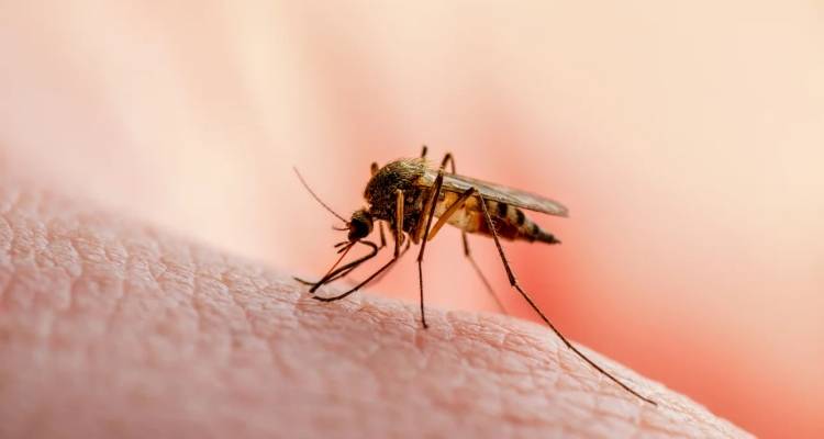 ΕΟΔΥ: Δύο θάνατοι από τον ιό του Δυτικού Νείλου | Ποιες περιοχές έχουν τα περισσότερα κρούσματα