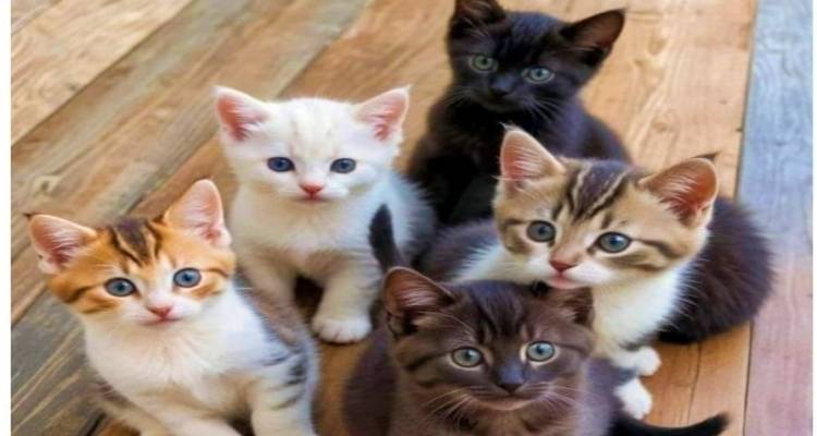 Δράση στείρωσης αδέσποτων γατών στον Άγιο Ευστράτιο