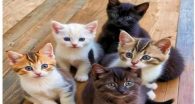 &Delta;&rho;ά&sigma;&eta; &sigma;&tau;&epsilon;ί&rho;&omega;&sigma;&eta;&sigmaf; &alpha;&delta;έ&sigma;&pi;&omicron;&tau;&omega;&nu; &gamma;&alpha;&tau;ώ&nu; &sigma;&tau;&omicron;&nu; Ά&gamma;&iota;&omicron; &Epsilon;&upsilon;&sigma;&tau;&rho;ά&tau;&iota;&omicron;