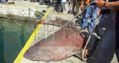&Pi;&rho;&omicron;&sigma;&tau;&alpha;&tau;&epsilon;&upsilon;ό&mu;&epsilon;&nu;&omicron; &epsilon;ί&delta;&omicron;&sigmaf; &omicron; &kappa;&alpha;&rho;&chi;&alpha;&rho;ί&alpha;&sigmaf; &pi;&omicron;&upsilon; &mu;&pi;&lambda;έ&chi;&tau;&eta;&kappa;&epsilon; &sigma;&tau;&alpha; &delta;ί&chi;&tau;&upsilon;&alpha; &psi;&alpha;&rho;ά &sigma;&tau;&eta; &Lambda;ή&mu;&nu;&omicron;