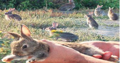 &Tau;&alpha; &alpha;&gamma;&rho;&iota;&omicron;&kappa;&omicron;ύ&nu;&epsilon;&lambda;&alpha; &Lambda;ή&mu;&nu;&omicron;&upsilon; "έ&phi;&tau;&alpha;&sigma;&alpha;&nu;" &Theta;&epsilon;&sigma;&sigma;&alpha;&lambda;&omicron;&nu;ί&kappa;&eta; &pi;&rho;&omicron;&kappa;&alpha;&lambda;ώ&nu;&tau;&alpha;&sigmaf; &pi;&rho;&omicron;&beta;&lambda;ή&mu;&alpha;&tau;&alpha;