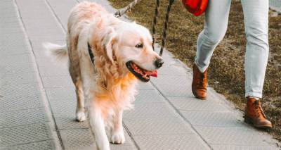 &Sigma;&kappa;&upsilon;&lambda;&omicron;&beta;ό&lambda;&tau;&alpha; &kappa;&omicron;&iota;&nu;&omega;&nu;&iota;&kappa;&omicron;&pi;&omicron;ί&eta;&sigma;&eta;&sigmaf; &alpha;&pi;ό &tau;&omicron; &laquo;Lemnos Dogs In Motion&raquo;