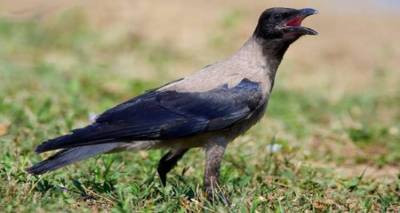 &Kappa;.&Sigma;. &Lambda;ή&mu;&nu;&omicron;&upsilon; : Έ&nu;&alpha; &kappa;&omicron;&upsilon;&tau;ί &phi;&upsilon;&sigma;ί&gamma;&gamma;&iota;&alpha; &gamma;&iota;&alpha; &kappa;ά&theta;&epsilon; &delta;έ&kappa;&alpha; &zeta;&epsilon;ύ&gamma;&eta; &pi;&omicron;&delta;&iota;ώ&nu; &kappa;&omicron;&rho;&alpha;&kappa;&omicron;&epsilon;&iota;&delta;ώ&nu;