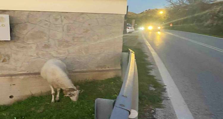 Ελεύθερο κριάρι στον Άγιο Δημήτριο | Κίνδυνοι και επικινδυνότητα για την κυκλοφορία