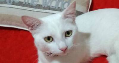 &Chi;ά&theta;&eta;&kappa;&epsilon; &sigma;&tau;&eta; &Mu;ύ&rho;&iota;&nu;&alpha; &omicron; &gamma;ά&tau;&omicron;&sigmaf; &tau;&eta;&sigmaf; &phi;&omega;&tau;&omicron;&gamma;&rho;&alpha;&phi;ί&alpha;&sigmaf;